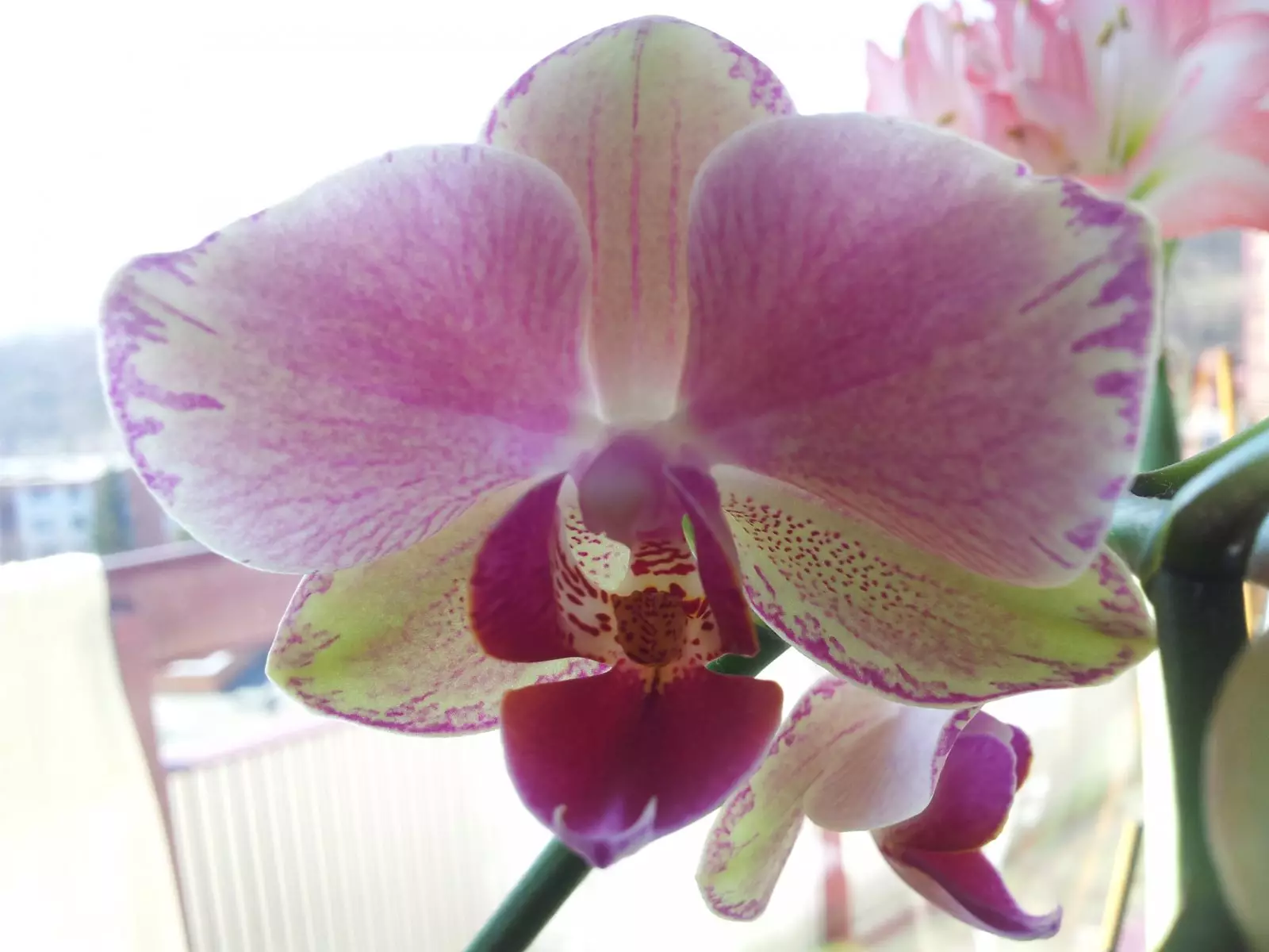 Nejkrásnější orchideje