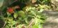 Duchesnea indica