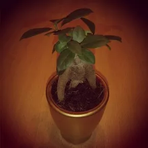Ficus ginseng - Fíkus drobnolistý