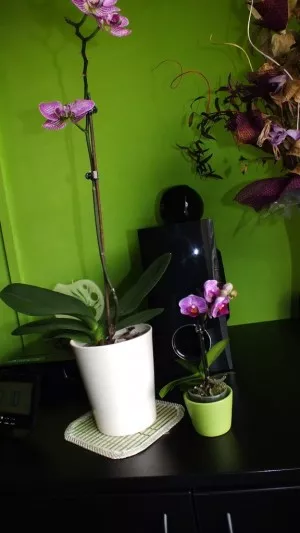 nová malá orchidej