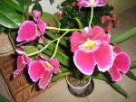 Orchidejka Dendrobium