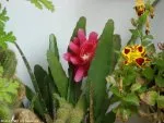 Epiphyllum hybridum