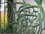 Aloe arborescens | xenotoca