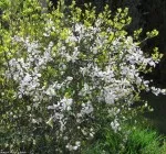 Nejexotičtější rostlina