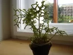Nejexotičtější rostlina