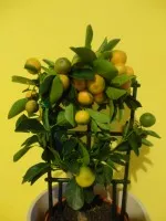 Nejexotičtější rostlina