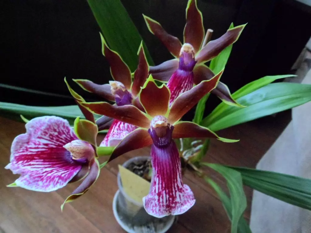 Nejkrásnější orchideje