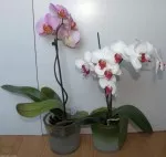 Nejkrásnější orchideje