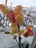 Nejkrásnější orchideje