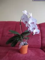 Nejkrásnější orchideje