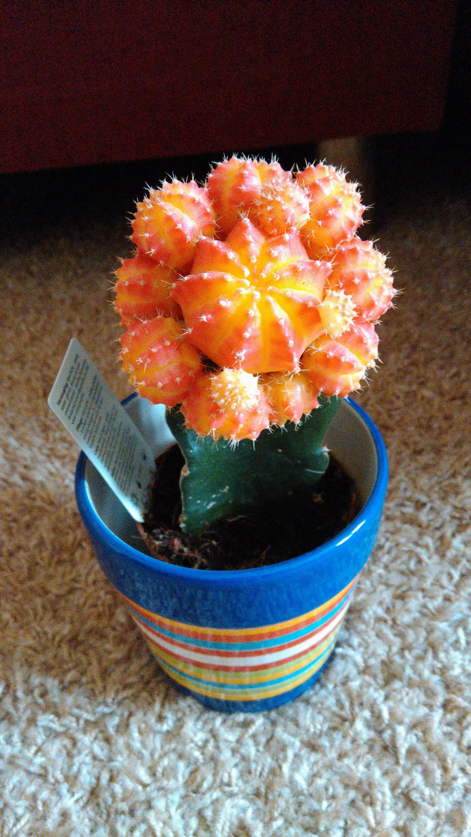 Nejzajímavější kaktus
