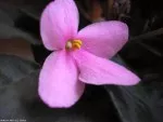 Nejkrásnější květ