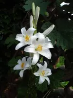 Nejkrásnější květ