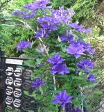 Nejrozkvetlejší terasa či pergola