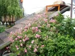 Nejrozkvetlejší terasa či pergola