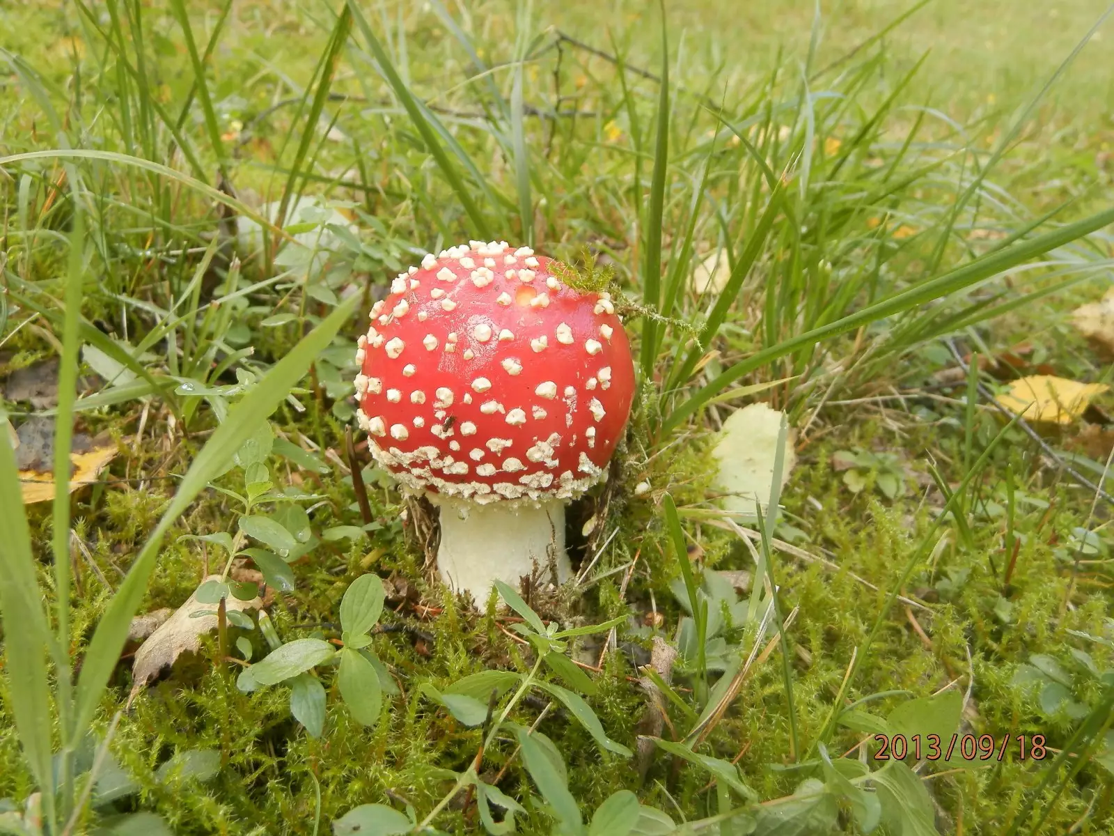 Nejkrásnější houba