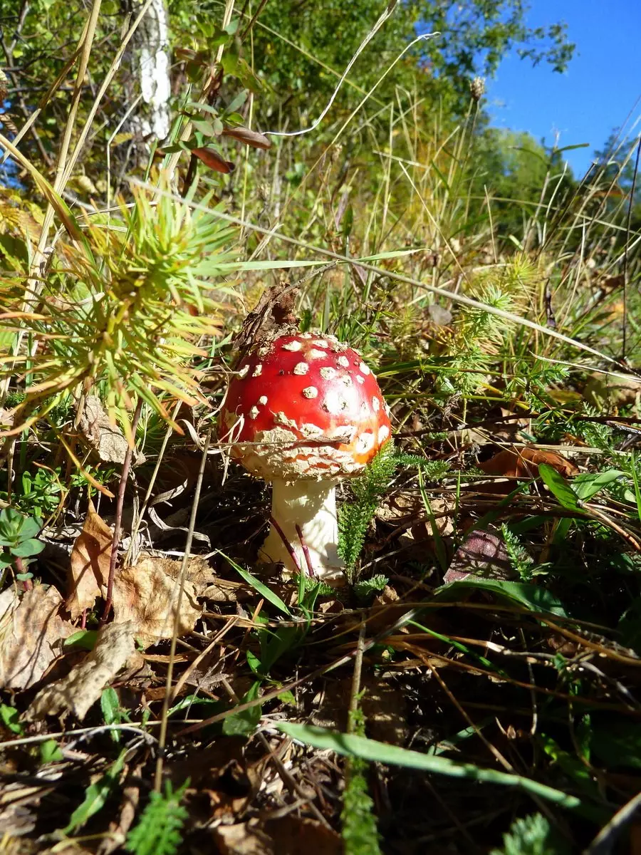 Nejkrásnější houba