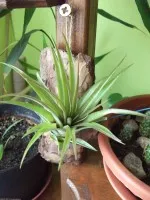 Nejexotičtější zahrada