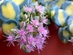 Sedum sieboldii - detail květu