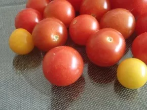 Balkon plný rajčat