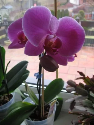 moje orchidej opět vykvetla....