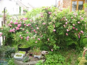 keř růže stolisté na západní straně zahrady