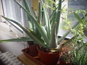 Aloe a kaktusy