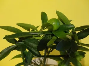 limonella eustis limequat.