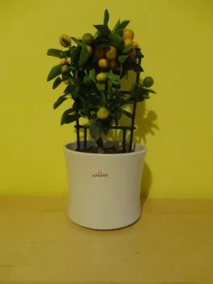 calamondin citrus madurensis *