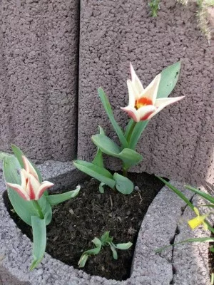 tulipánky