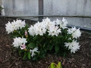bílý rododendron