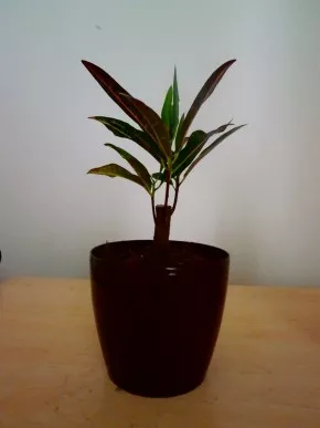 Codiaeum variegatum - kroton