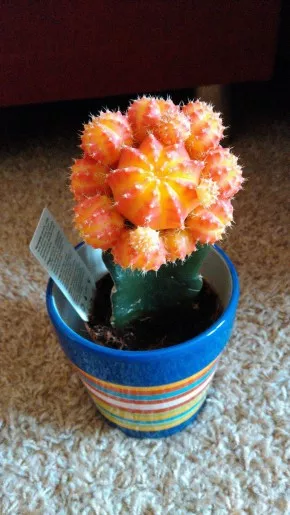 Můj červený kaktus