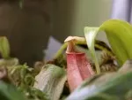 momentálně moje nejoblíbenější- Nepenthes bicalcarata