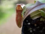 Nepenthes thorelii