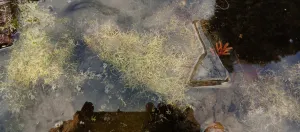 Akvarijní riccie fluitans přečkala zimu venku v "kalfasu"