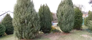 Původní stanoviště houpačky