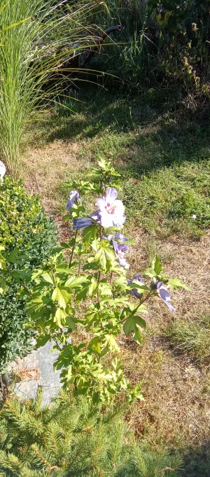 Ibišek