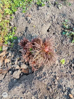 Rašící pivoňka úzkolistá