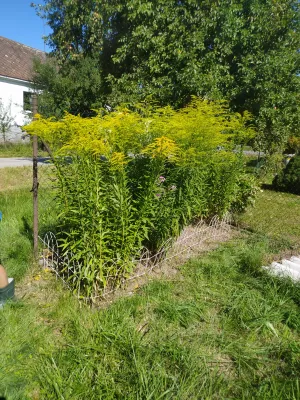 co je tohle za kytku nevím ale líbí se mi a jí se líbí u nás. Omluvte prosím přerostlou trávu, sekačku máme na elektriku a tu komplet předěláváme