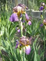 Iris ´Plumerii´ -  odrůda z roku 1830