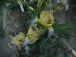 Iris ´Jacquesiana´ - odrůda z roku 1840