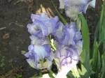 Iris ´Mme Cherau´ - kráska z předminulého století - r. 1844