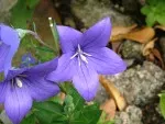 Campanula carpatica 'Blueclips'  Zvonek karpatský