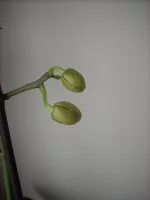 poupátka-Phalaenopsis