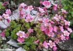 Saxifraga arendsii Blütenteppich