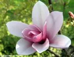 Magnolia soulangiána