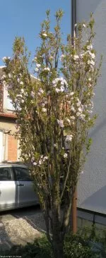 Prunus serullata