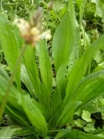 Plantago lanceolata | Aries