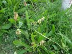 Plantago lanceolata | quendery